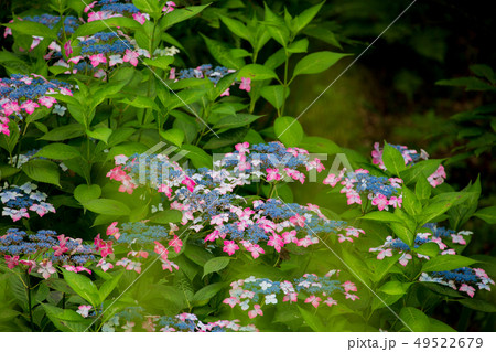 紫陽花 三原三景園の紫陽花園 紫陽花 三原三景園の紫陽花園 49522679