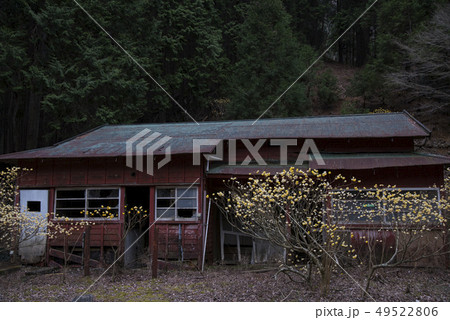 ミツマタ群生 ハイキング ミツマタ群生 ハイキング 49522806