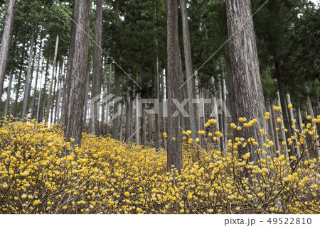 ミツマタ群生　ハイキング 49522810