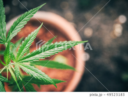Marijuana plant in pot top view cannabis drug 49523183