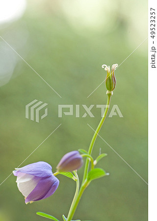 苧環（オダマキ）の花 49523257