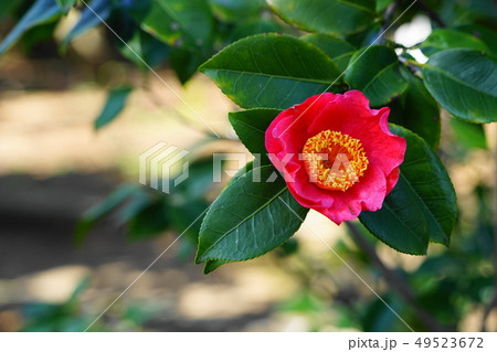 3月　茅ヶ崎49椿(紅妙蓮寺)氷室椿庭園 49523672