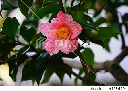 3月　茅ヶ崎20椿(氷室雪月花)氷室椿庭園 49523699