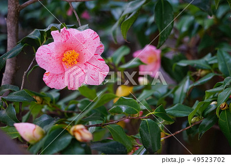 3月　茅ヶ崎17椿(氷室雪月花)氷室椿庭園 49523702