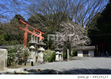 斎場所大元宮 桜 斎場所大元宮 桜 49524127