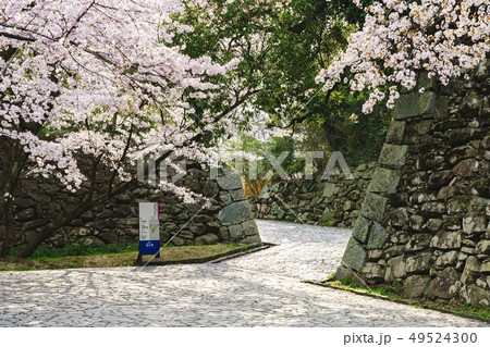 舞鶴公園の桜 49524300