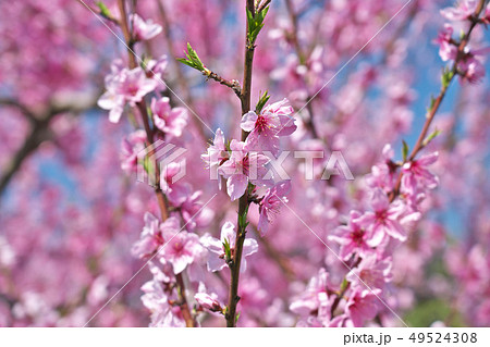 桃源郷の桃畑 (あら川の桃畑) 和歌山県紀の川市桃山町 桃源郷の桃畑 (あら川の桃畑) 和歌山県紀の川市桃山町 49524308