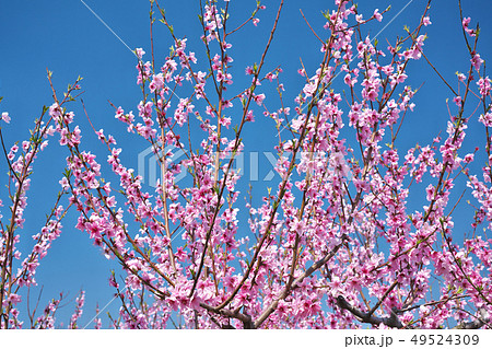 桃源郷の桃畑 (あら川の桃畑) 和歌山県紀の川市桃山町 49524309