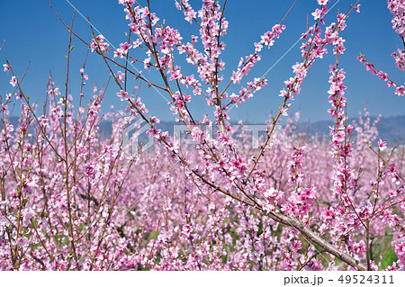 桃源郷の桃畑 (あら川の桃畑) 和歌山県紀の川市桃山町 桃源郷の桃畑 (あら川の桃畑) 和歌山県紀の川市桃山町 49524311