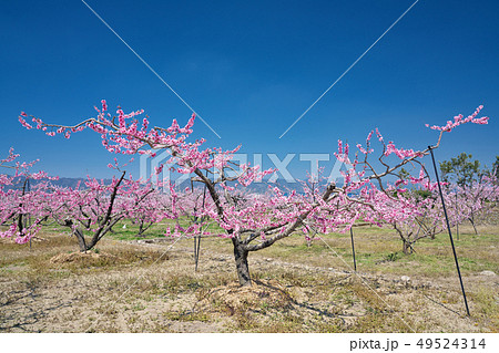 桃源郷の桃畑 (あら川の桃畑) 和歌山県紀の川市桃山町 桃源郷の桃畑 (あら川の桃畑) 和歌山県紀の川市桃山町 49524314