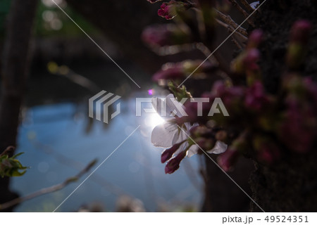 川岸の桜花 太陽の反射光 a 川岸の桜花 太陽の反射光 a 49524351
