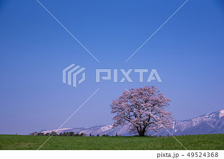 岩手県　小岩井農場　一本桜　岩手山 49524368