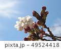 桜 49524418