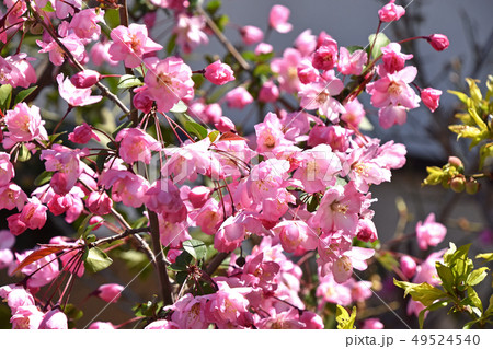 ハナカイドウ（花海棠） 49524540