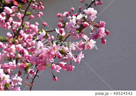 ハナカイドウ(花海棠) ハナカイドウ(花海棠) 49524542
