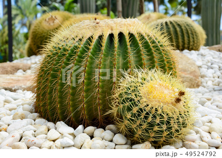Golden barrel cactus or Echinocactus grusonii Golden barrel cactus or Echinocactus grusonii 49524792