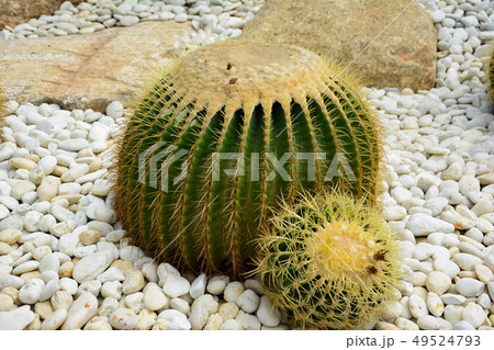 Golden barrel cactus or Echinocactus grusonii 49524793