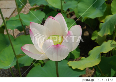 蓮の花 蓮の花 49525178
