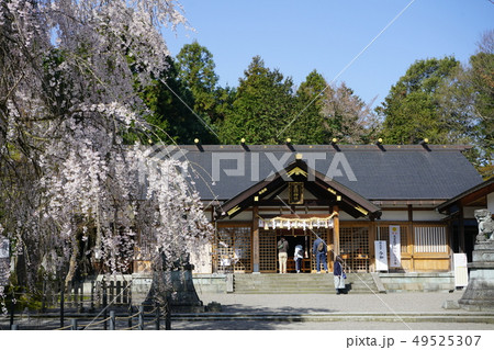 足羽神社　枝垂桜 49525307