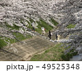 佐保川沿いの桜 佐保川沿いの桜 49525348