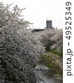 佐保川沿いの桜 佐保川沿いの桜 49525349