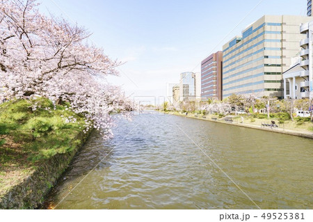 舞鶴公園の桜とオフィス街 舞鶴公園の桜とオフィス街 49525381