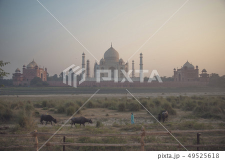 Taj Mahal Taj Mahal 49525618