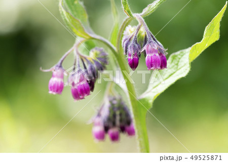 ヒレハリソウ　札幌市 49525871