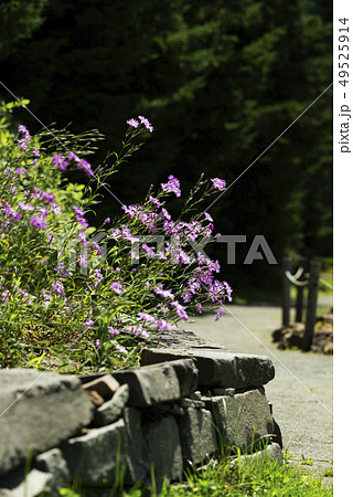 エゾカワラナデシコ　百合が原公園 49525914