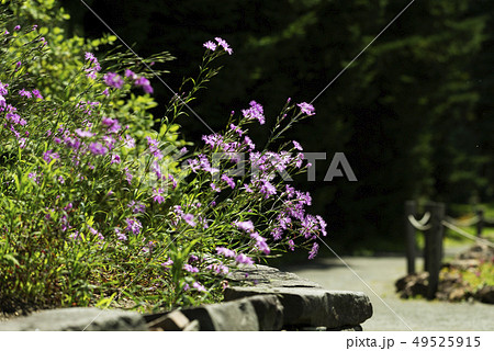 エゾカワラナデシコ　百合が原公園 49525915