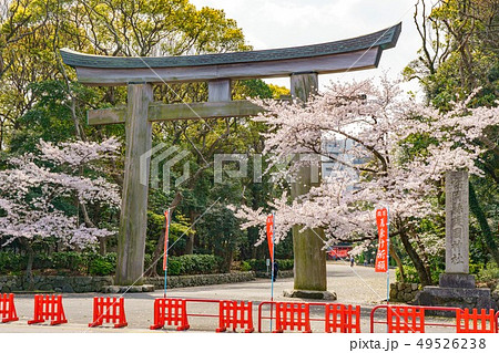 福岡護国神社　大鳥居と桜 49526238