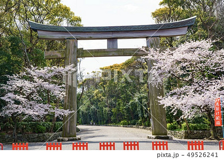 福岡護国神社　大鳥居と桜 49526241