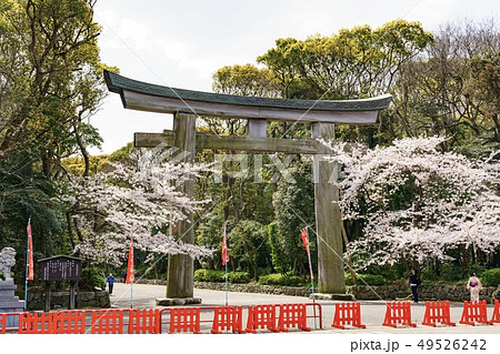 福岡護国神社　大鳥居と桜 49526242