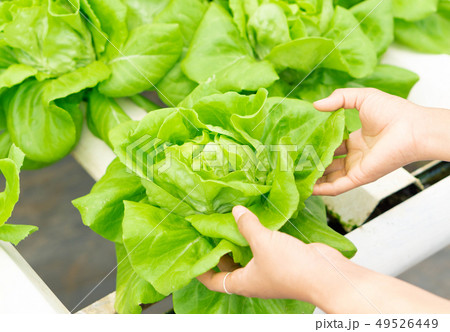 Closeup hand holding fresh vegetable hydroponic 49526449