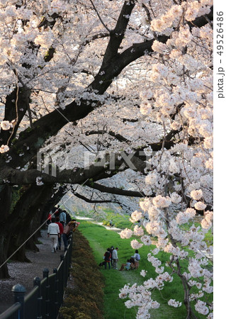 桜の咲く川 49526486