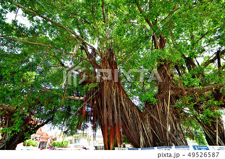 台湾台南紅毛城内公園にそびえ立つ巨大なガジュマル 49526587