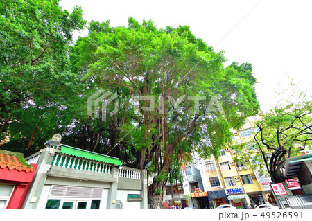 台湾台南紅毛城内公園にそびえ立つ巨大なガジュマル 49526591