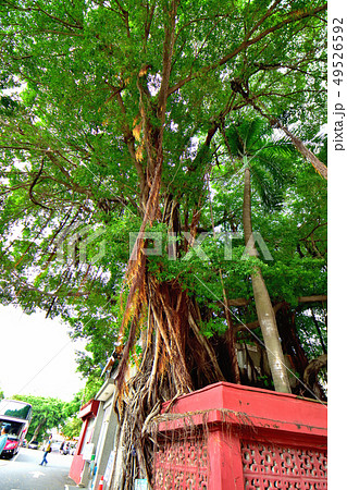 台湾台南紅毛城内公園にそびえ立つ巨大なガジュマル 49526592