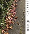 歩道に落ちた花びら 49526684