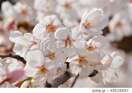 背割の桜 49526697