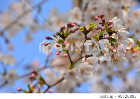 背割の桜 49526888