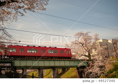 百十郎桜 49527340