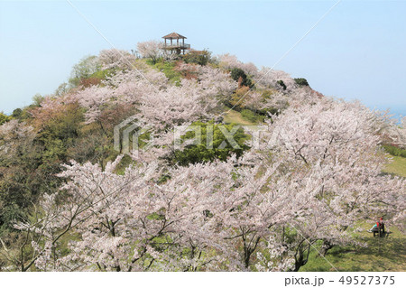桜満開の和歌浦 章魚頭姿山 桜満開の和歌浦 章魚頭姿山 49527375