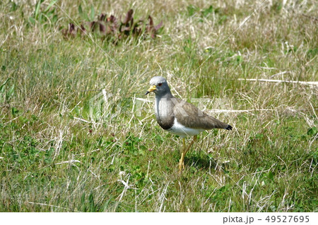 ケリ　（鳥類） 49527695