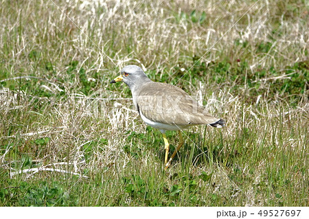 ケリ　（鳥類） 49527697