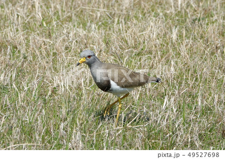 ケリ (鳥類) ケリ (鳥類) 49527698