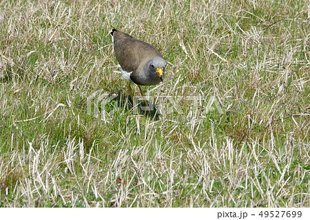 ケリ (鳥類) ケリ (鳥類) 49527699