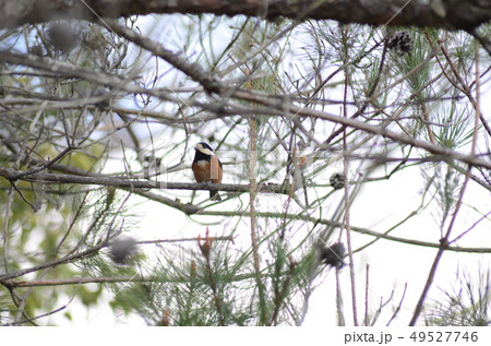 野鳥　ヤマガラ 49527746
