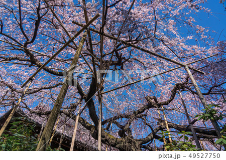 玉蔵院の桜 玉蔵院の桜 49527750