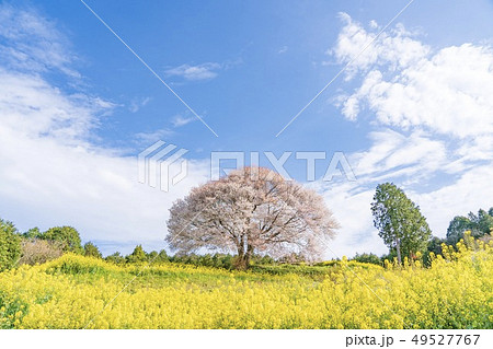 馬場の山桜 馬場の山桜 49527767